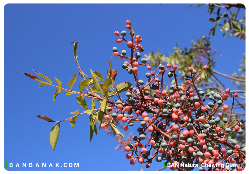 Pistacia Atlantica