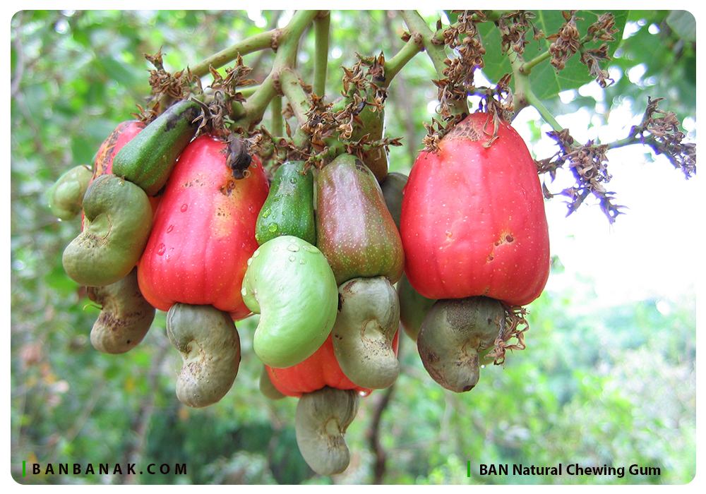 Anacardiacea