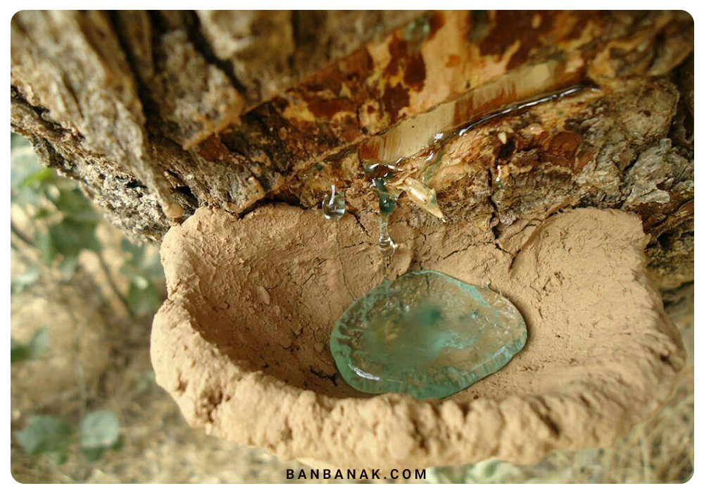 سقز طبیعی درخت بن