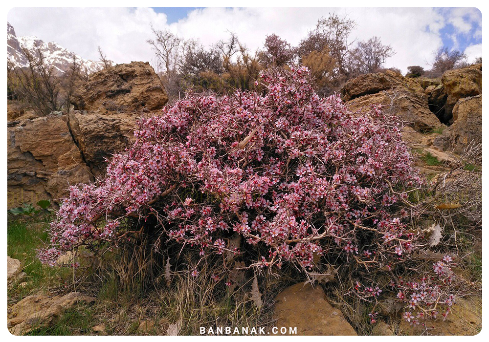 بادام (Almond)