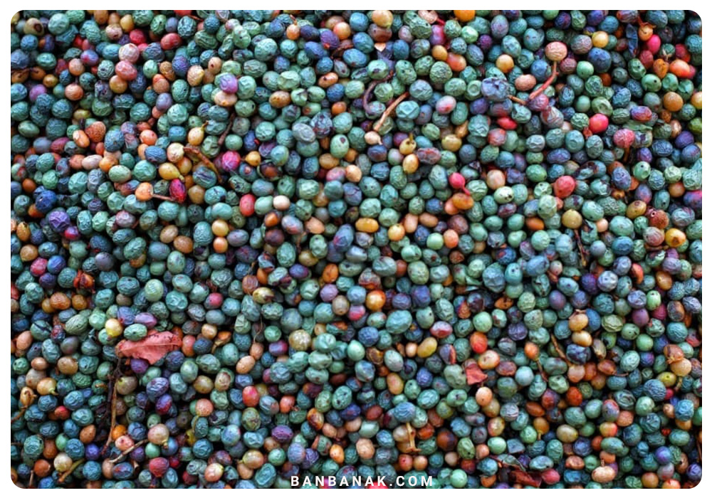 مغز پسته کوهی (بنه)