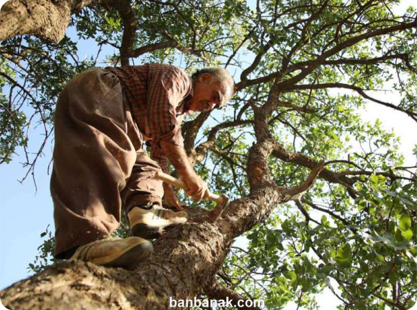 تهیه آدامس طبیعی از سقز درخت بنه