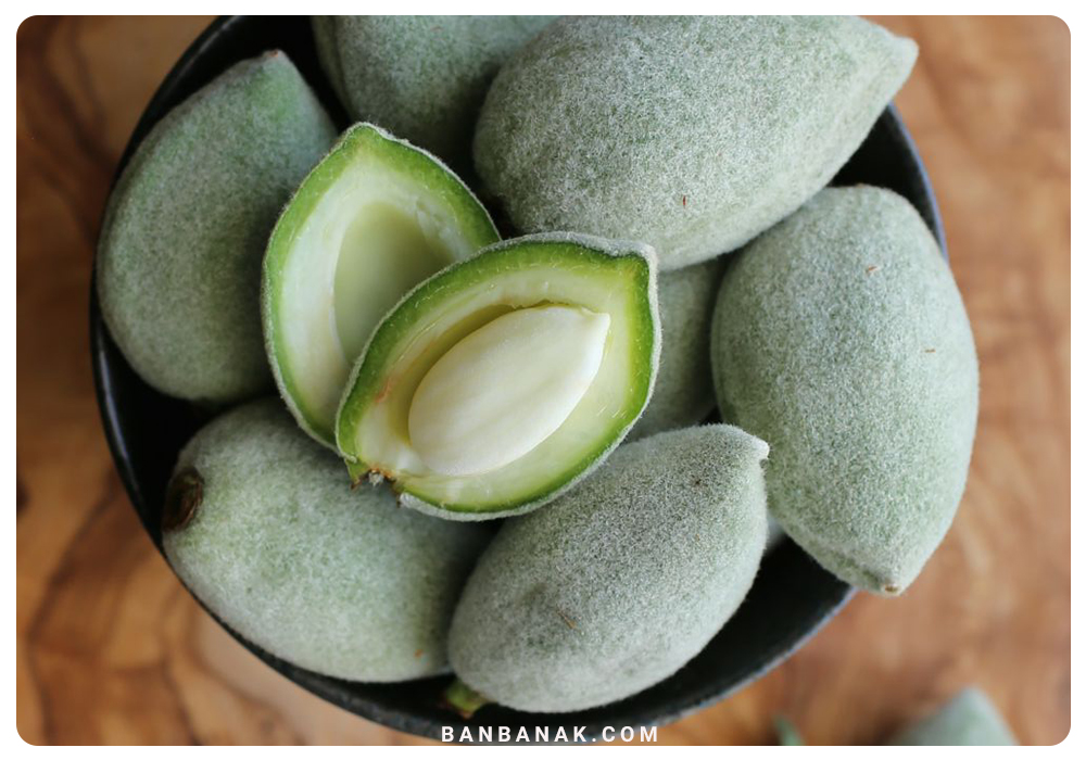 بادام (Almond)